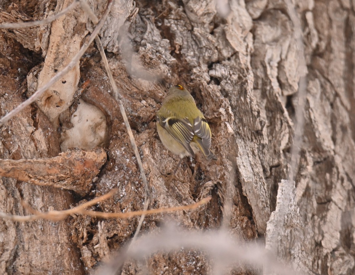 Wintergoldhähnchen - ML646502833