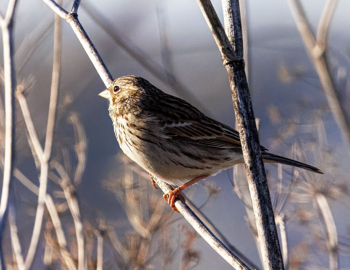 Abendammer - ML646502834