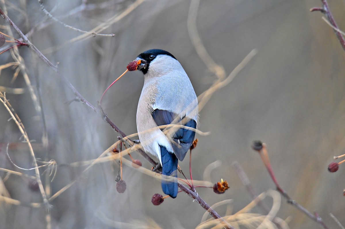 Gimpel - ML646502835