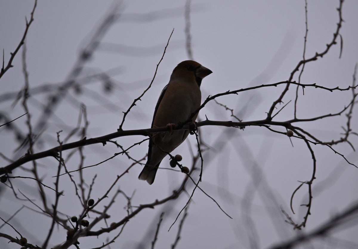 Kernbeißer - ML646502837