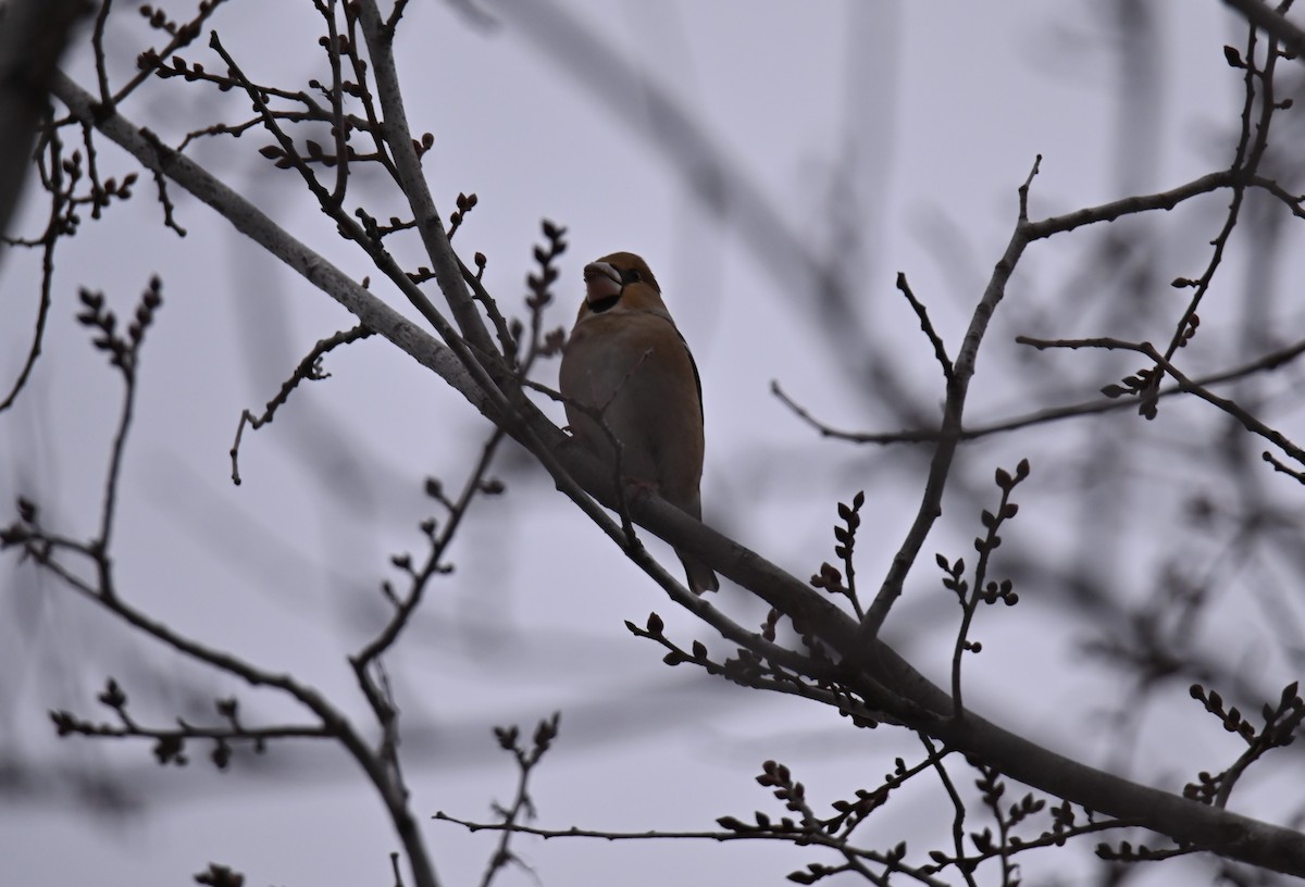 Kernbeißer - ML646502838