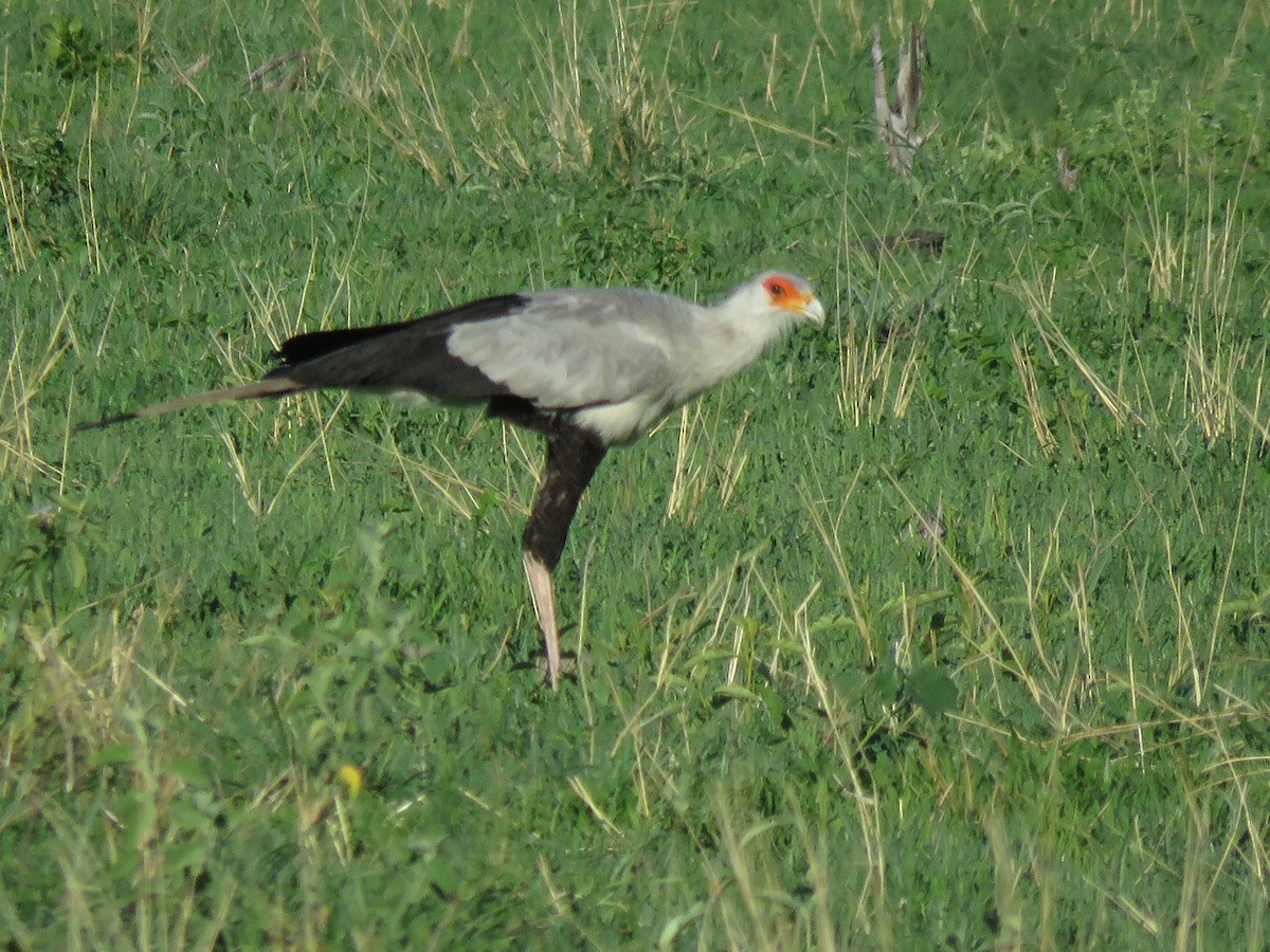 Secretarybird - ML646502839