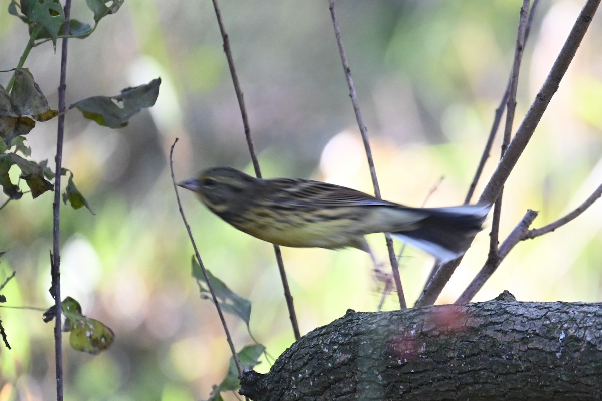 Masked Bunting - ML646502841