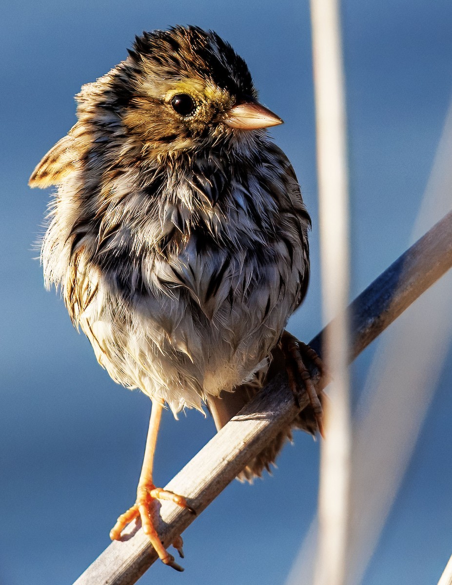 Savannah Sparrow - ML646502842