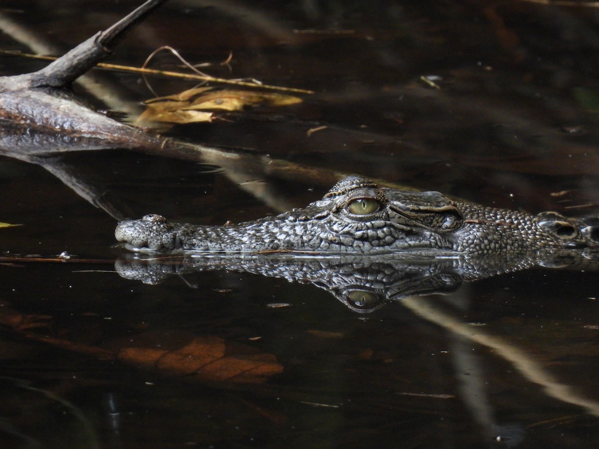 Saltwater Crocodile - ML646502843