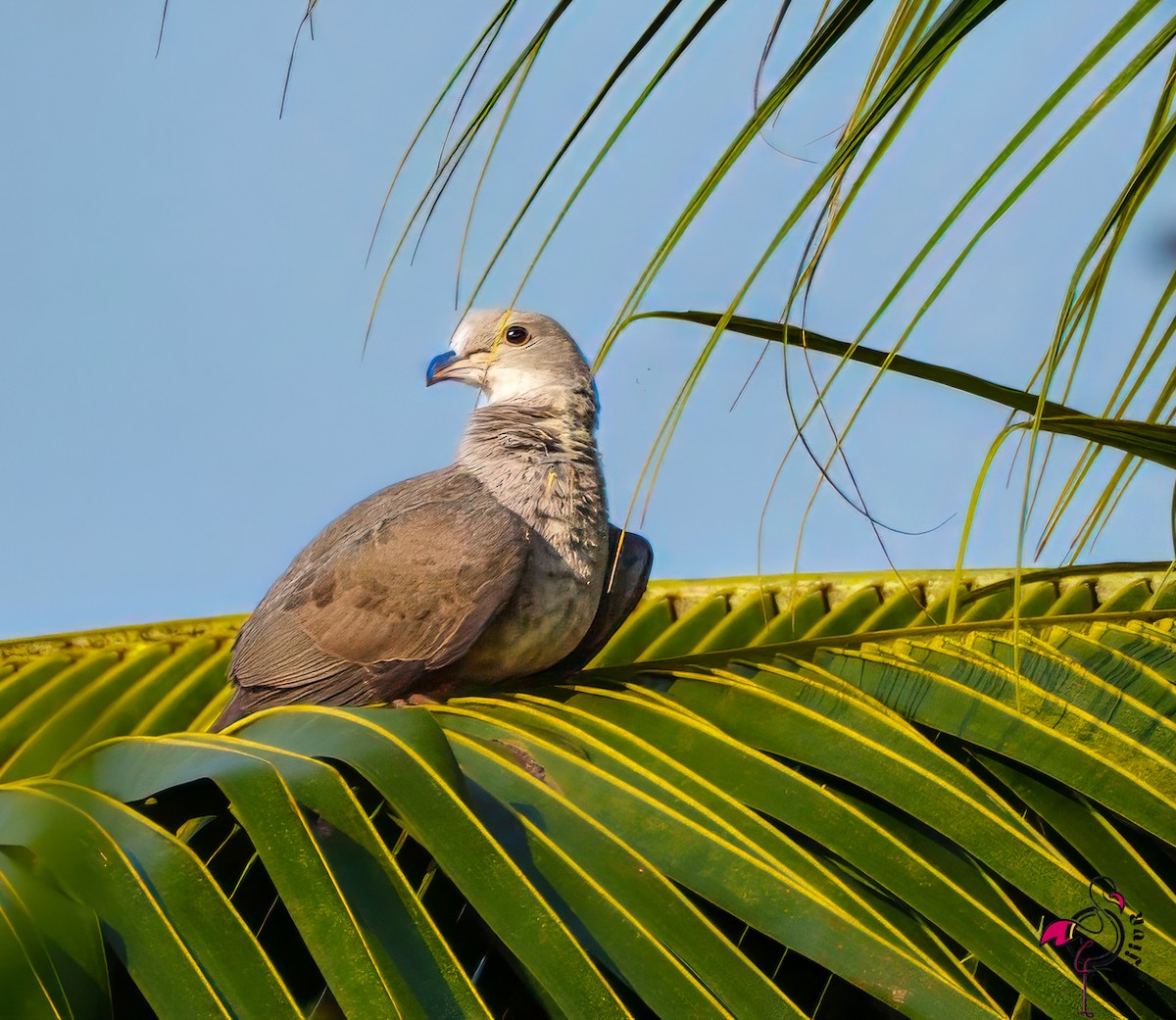 Malabar Imperial-Pigeon - ML646502844