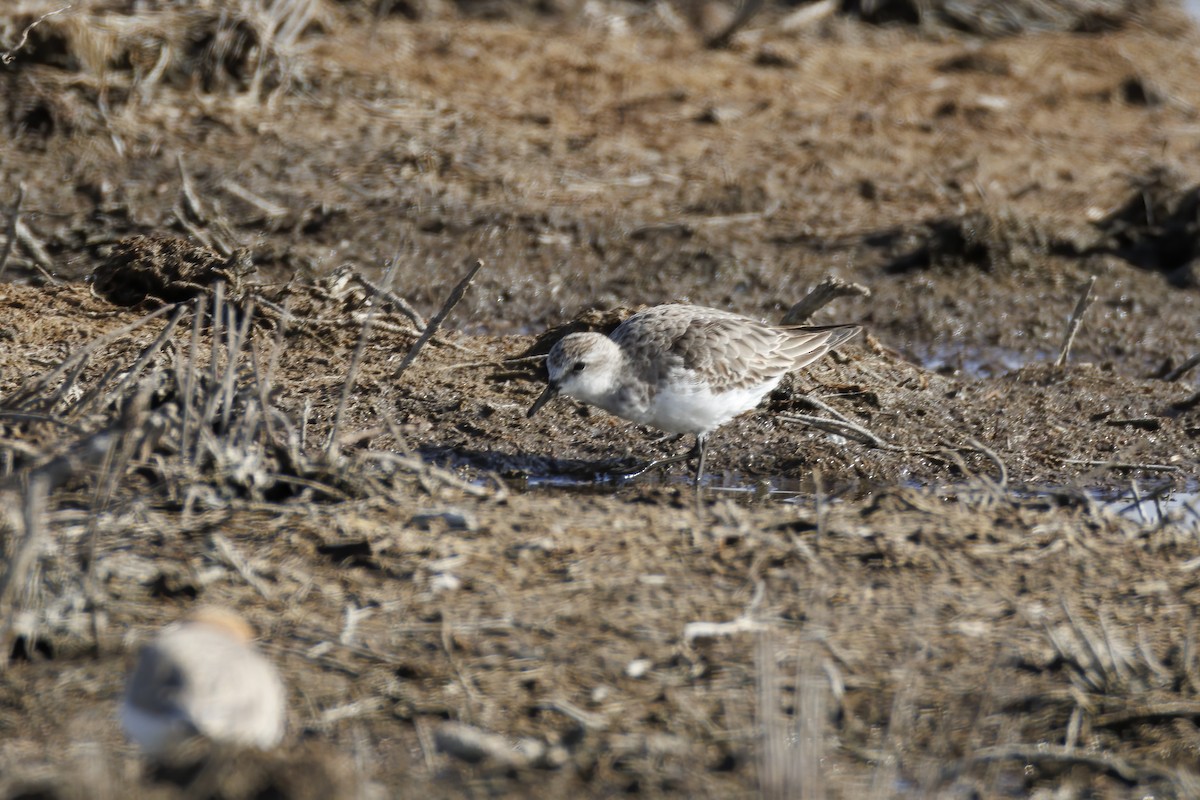 חופית אדומת-צוואר - ML646502846