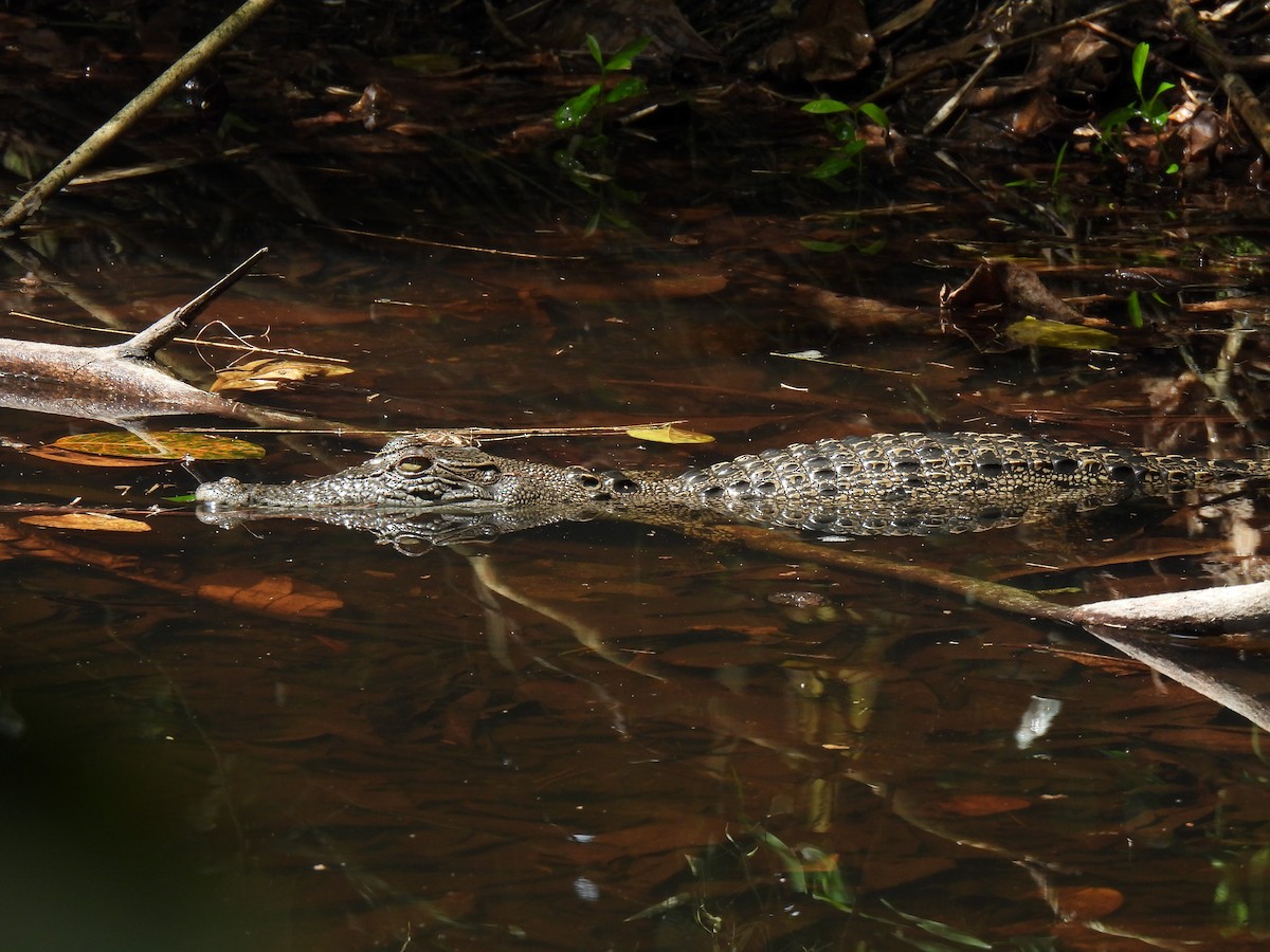 Saltwater Crocodile - ML646502848