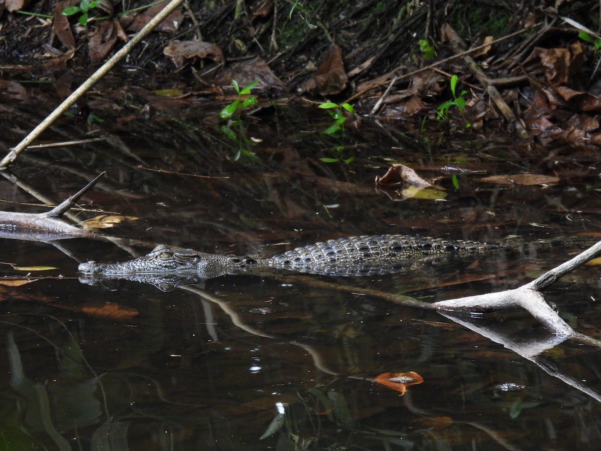 Saltwater Crocodile - ML646502849