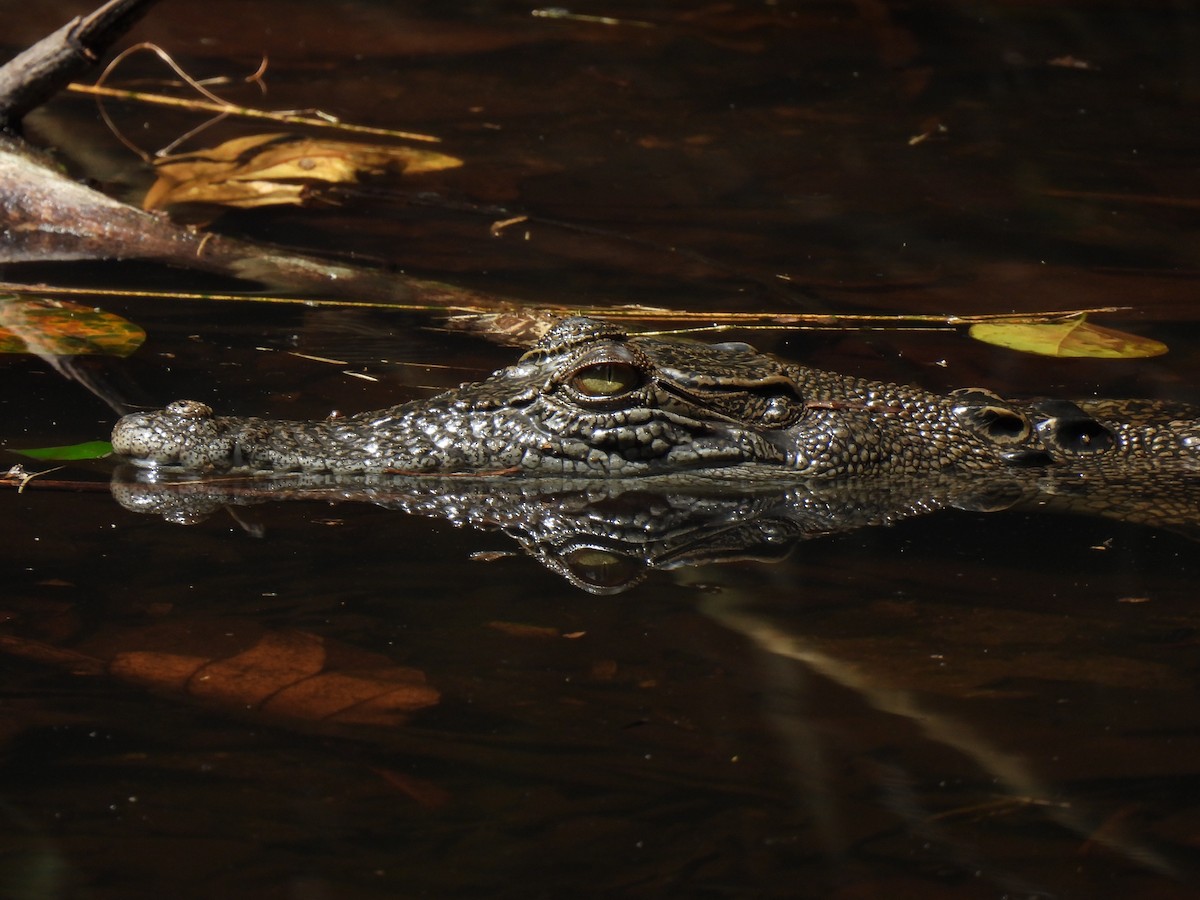 Saltwater Crocodile - ML646502850