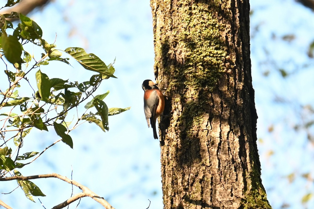 Varied Tit - ML646502852