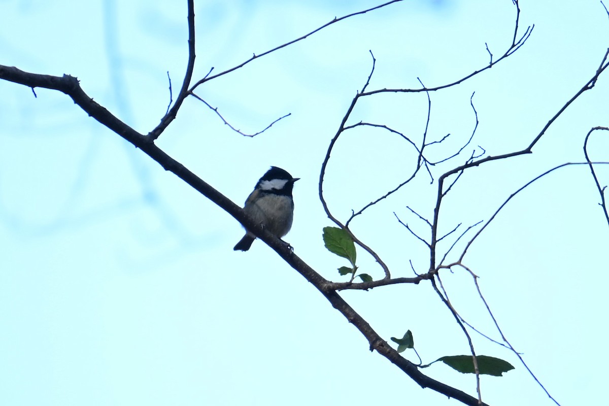 Coal Tit - ML646502859