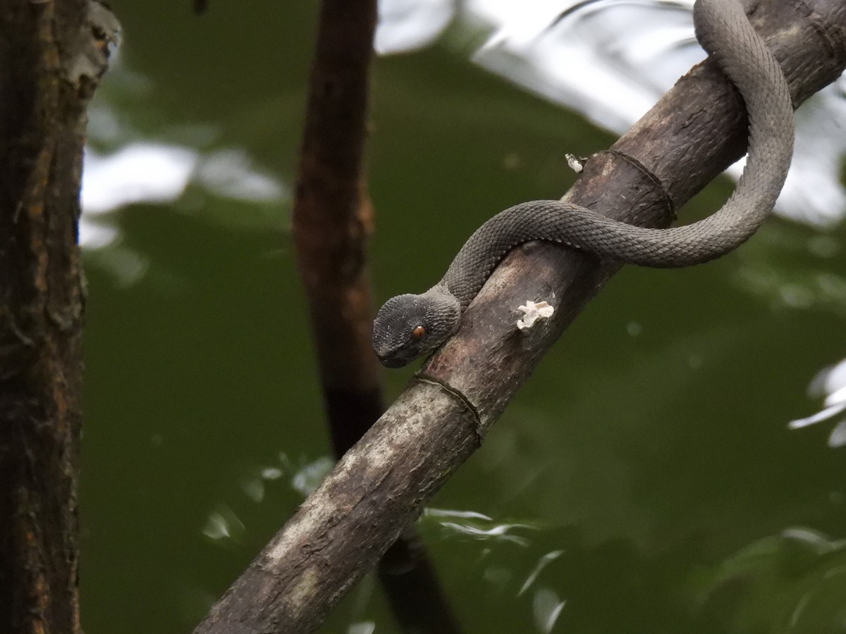 Mangrove Viper - ML646502860
