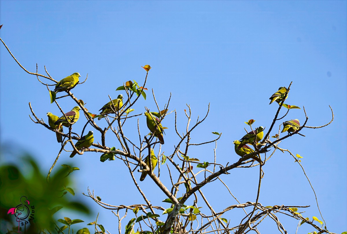 Gray-fronted Green-Pigeon - ML646502862