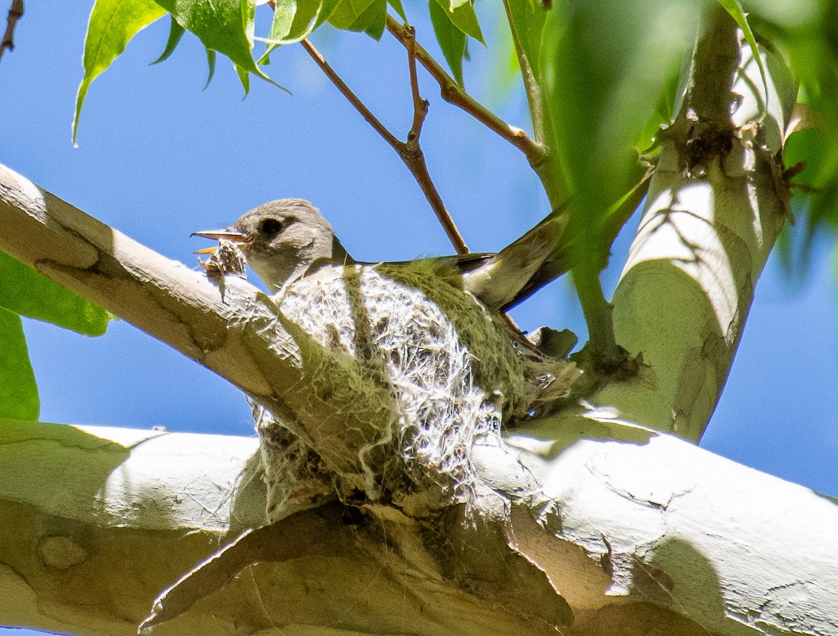 Western Wood-Pewee - ML646502866