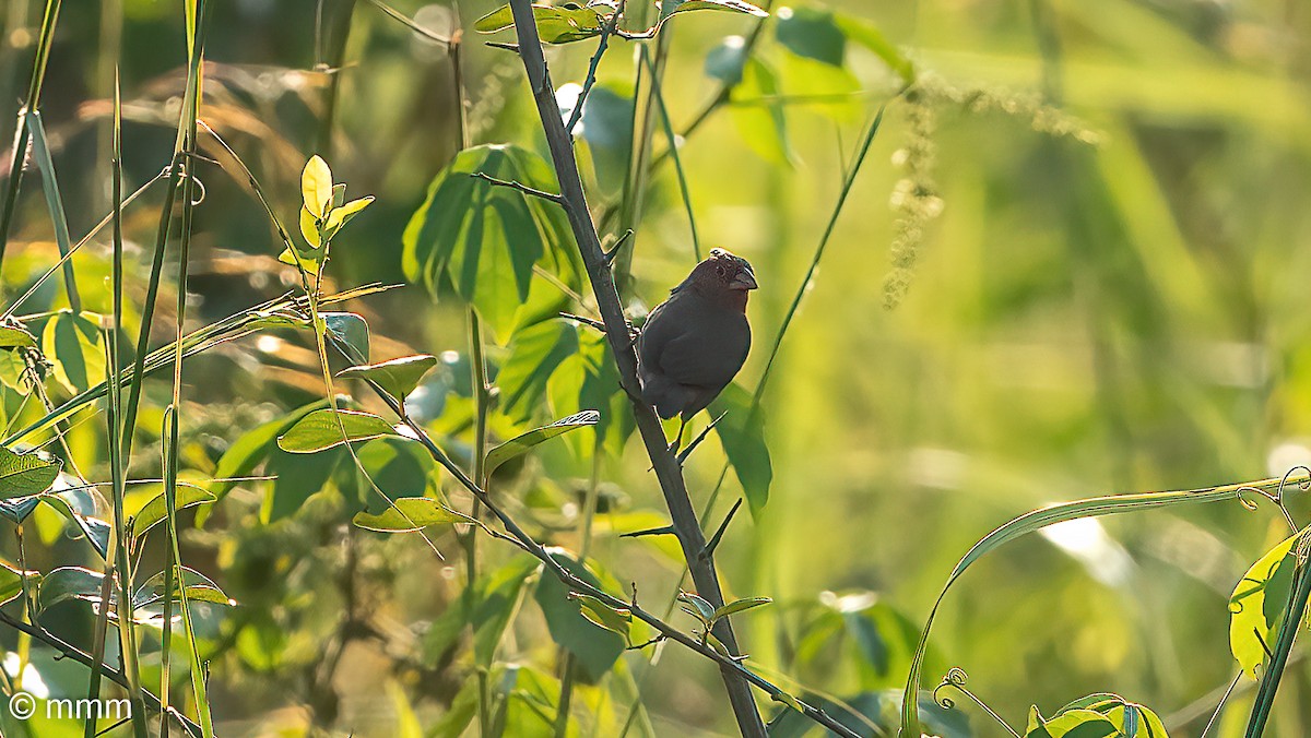 Bar-breasted Firefinch - ML646502867