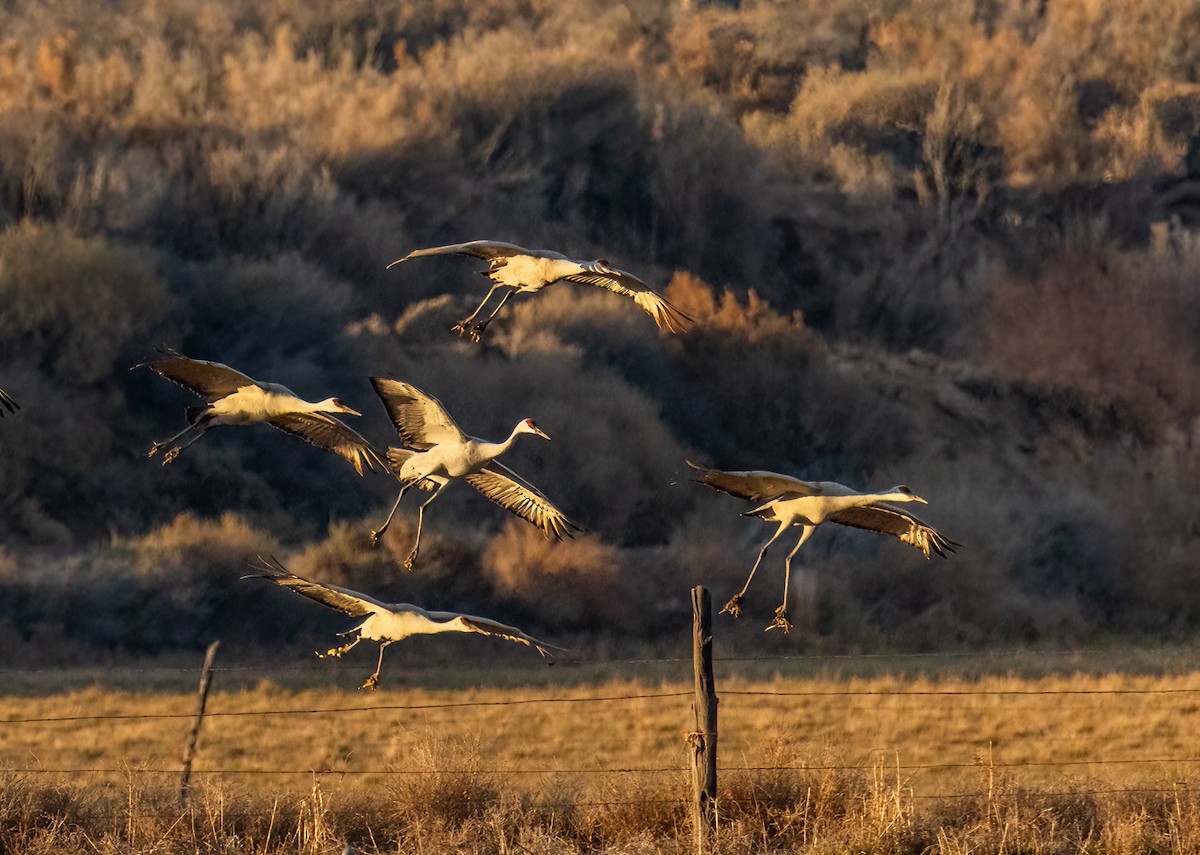 Sandhill Crane - ML646502868