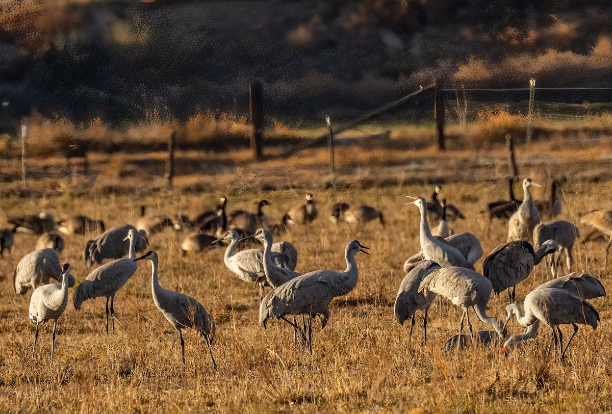 Sandhill Crane - ML646502869