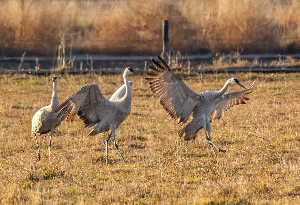 Sandhill Crane - ML646502870