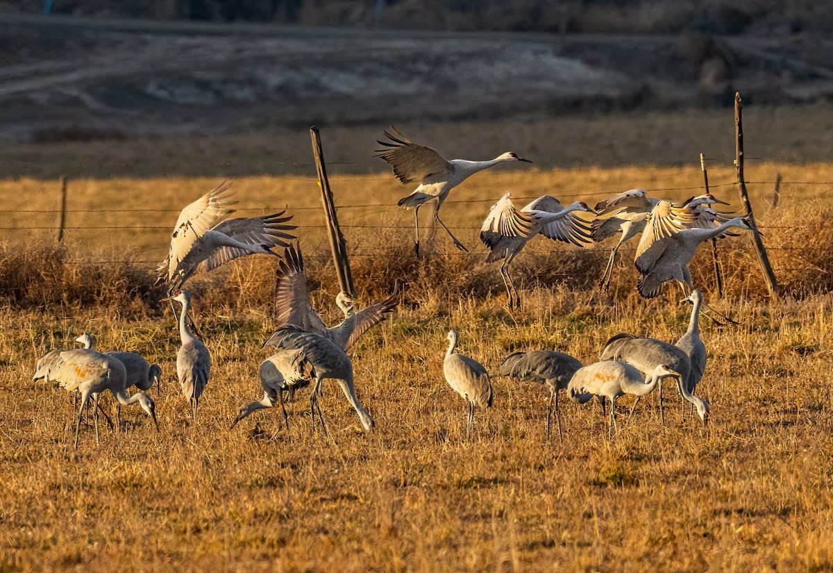 Sandhill Crane - ML646502871