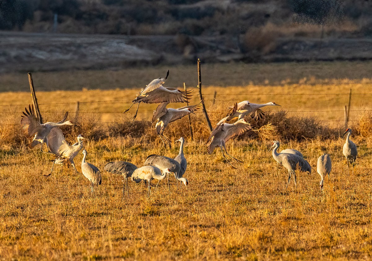 Sandhill Crane - ML646502872