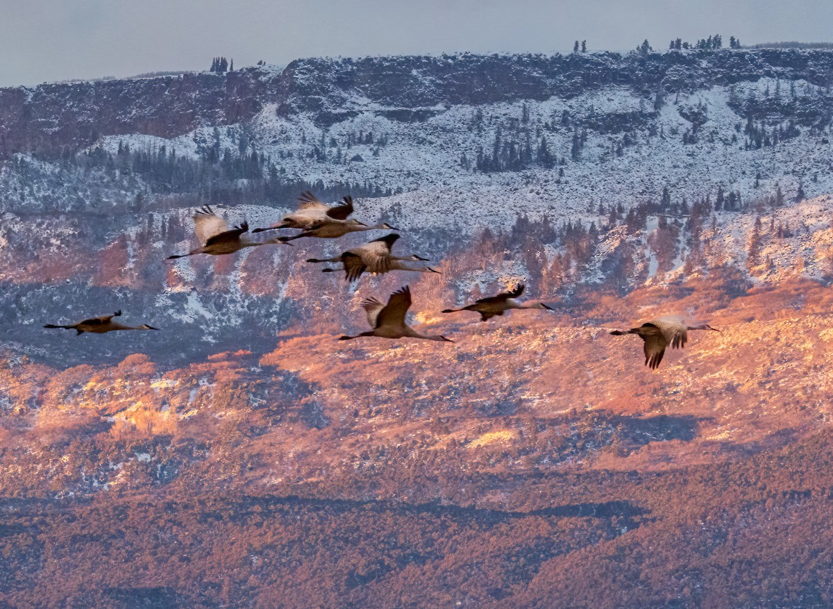 Sandhill Crane - ML646502873