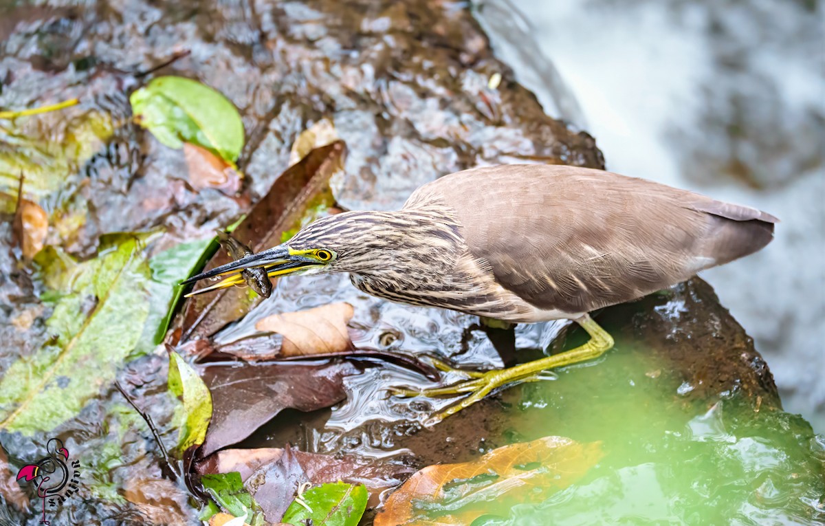 Indian Pond-Heron - ML646502874