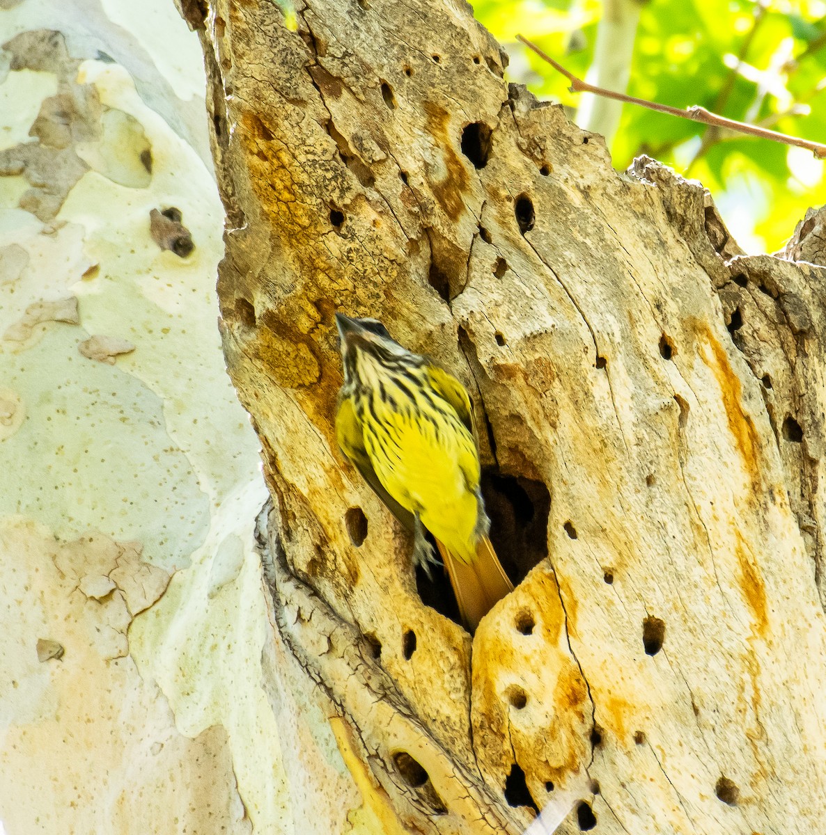 Sulphur-bellied Flycatcher - ML646502876