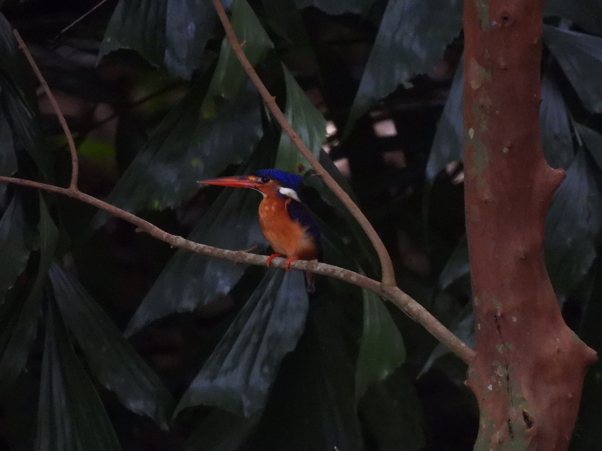 Meninting Yalıçapkını - ML646502879