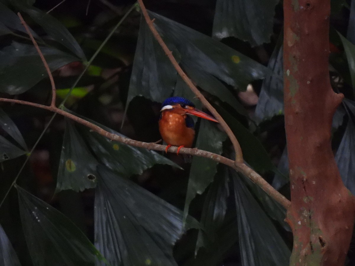 Meninting Yalıçapkını - ML646502880