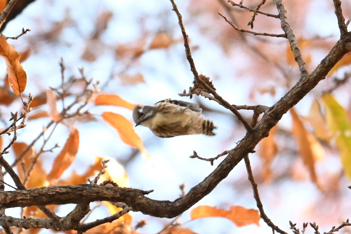Japanese Pygmy Woodpecker - ML646502881