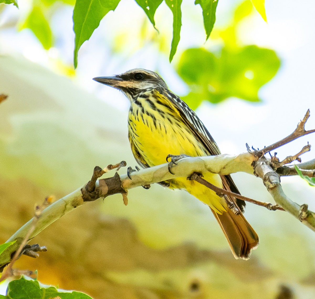 Sulphur-bellied Flycatcher - ML646502882
