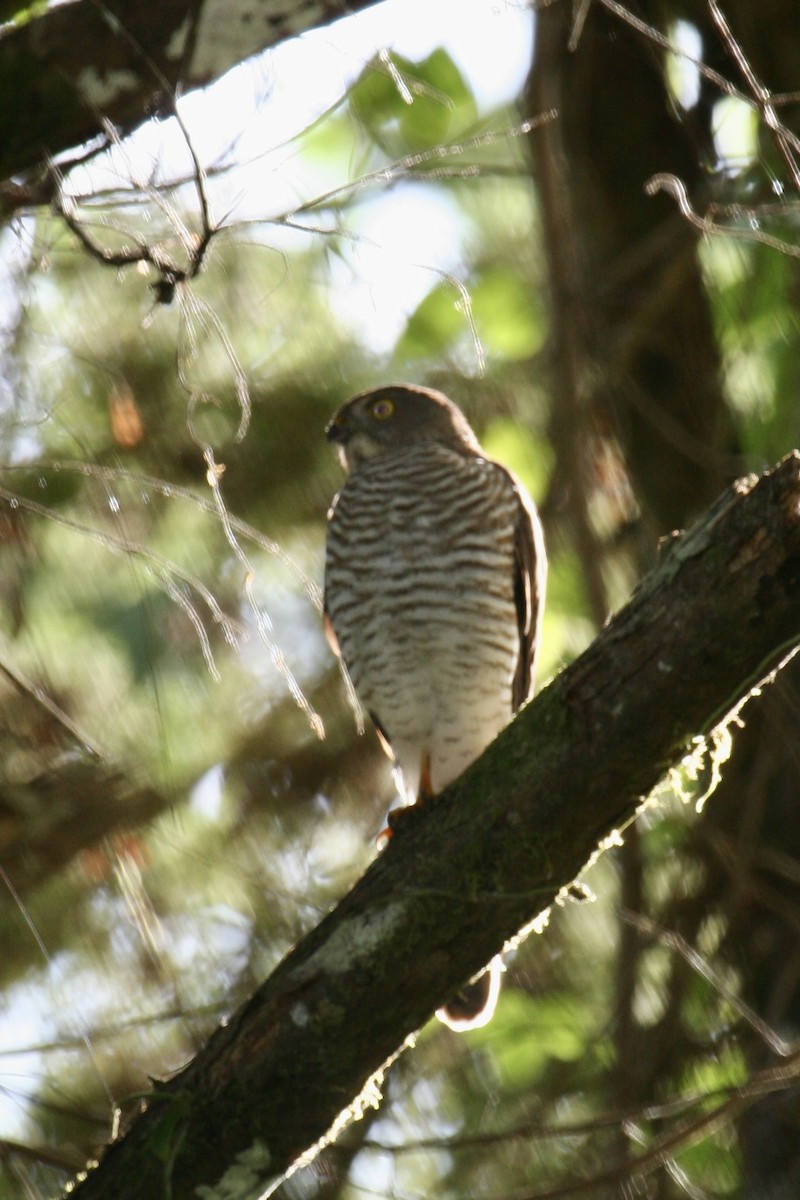 Frances's Sparrowhawk - ML646502883