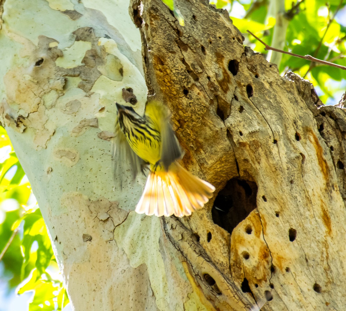 Sulphur-bellied Flycatcher - ML646502884