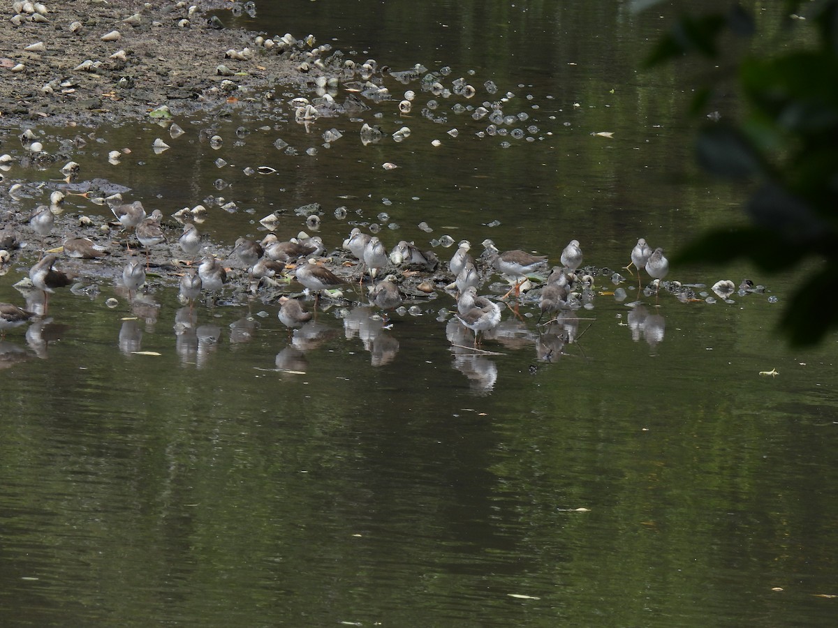 Common Redshank - ML646502886