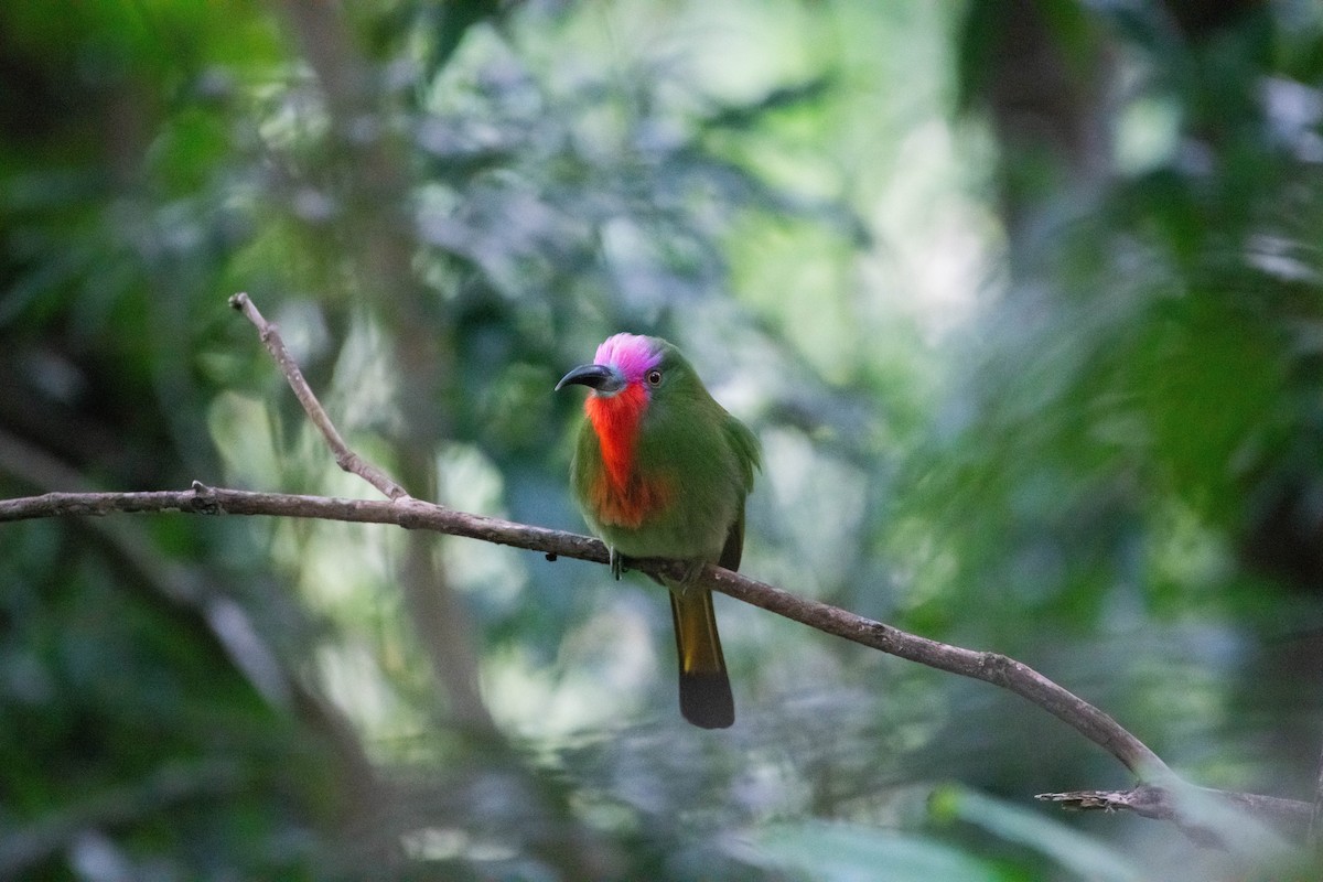 Red-bearded Bee-eater - ML646502887