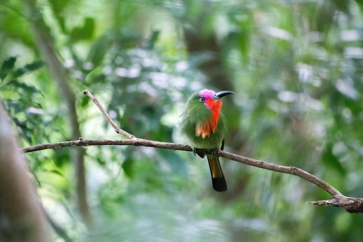 Red-bearded Bee-eater - ML646502888