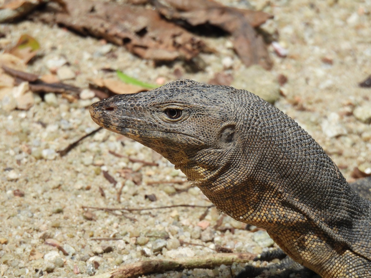 Southeast Asian Water Monitor - ML646502889
