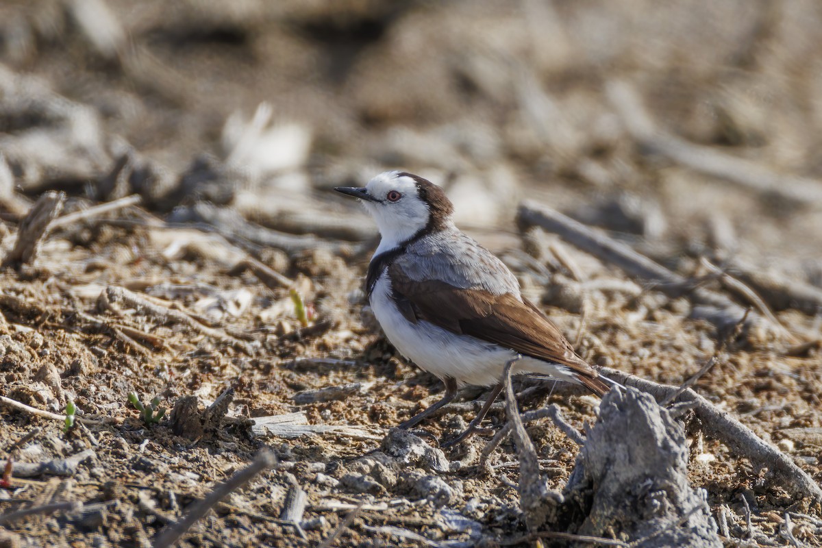 Alaca Çayır Balkuşu - ML646502893