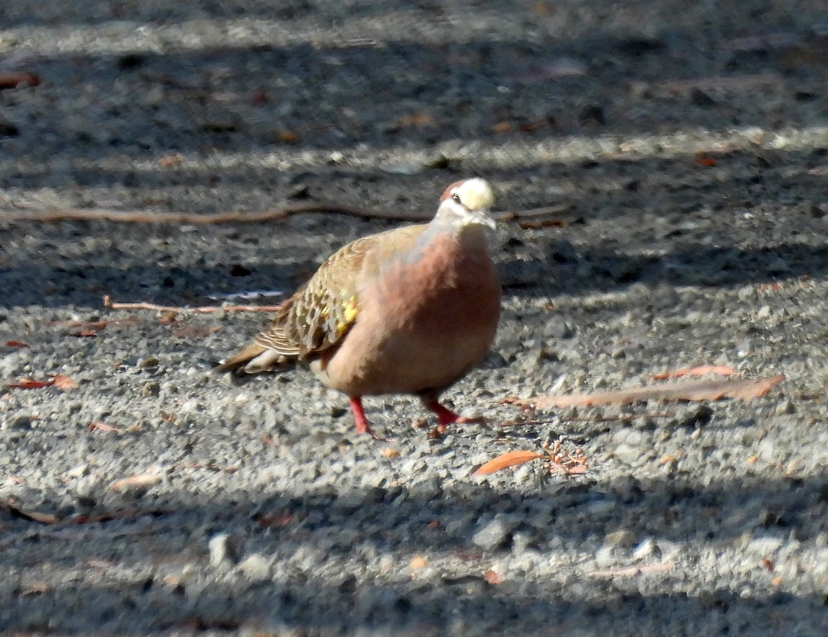 Common Bronzewing - ML646502895