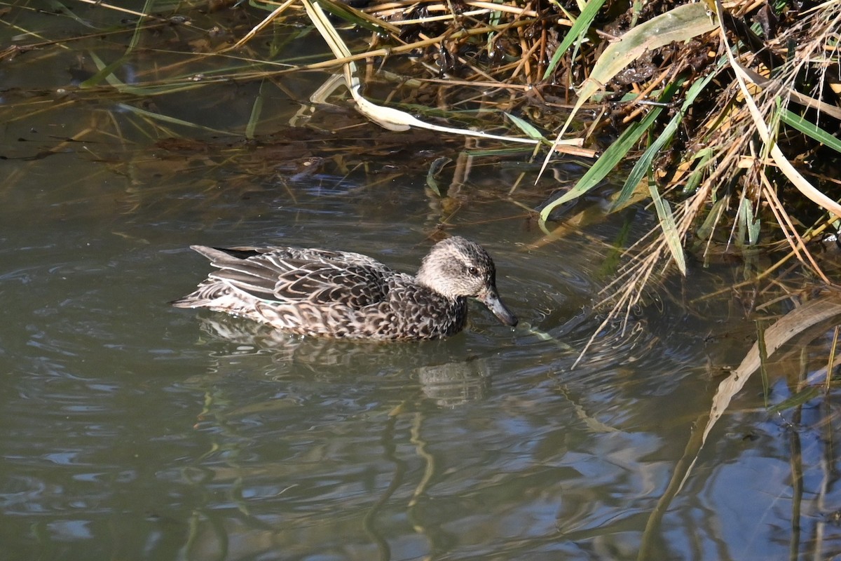 Green-winged Teal - ML646502897