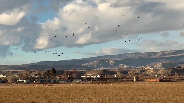עגור קנדי - ML646502900