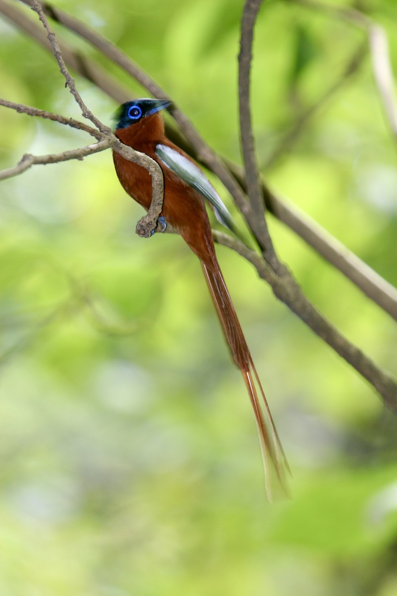 Malagasy Paradise-Flycatcher - ML646502910