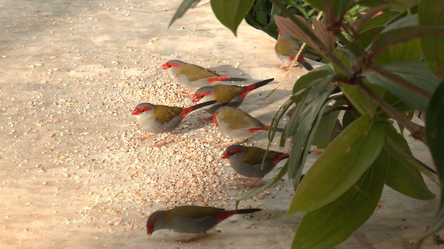 Red-browed Firetail - ML646502912