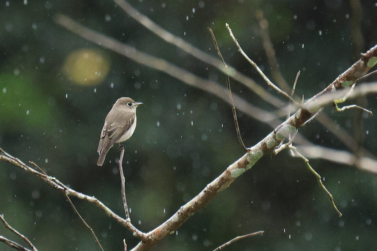 コサメビタキ - ML646502913