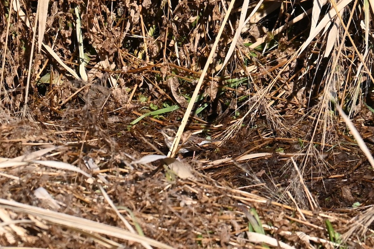 Rustic Bunting - ML646502914