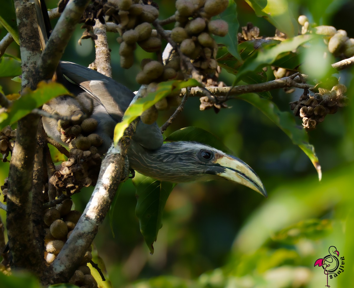 Malabar Gray Hornbill - ML646502918