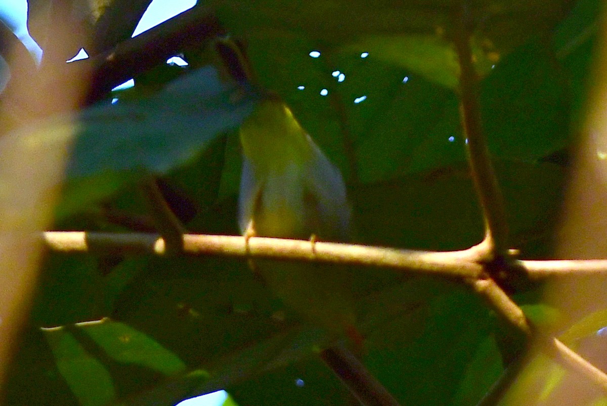 Yellow-vented Warbler - ML646502919