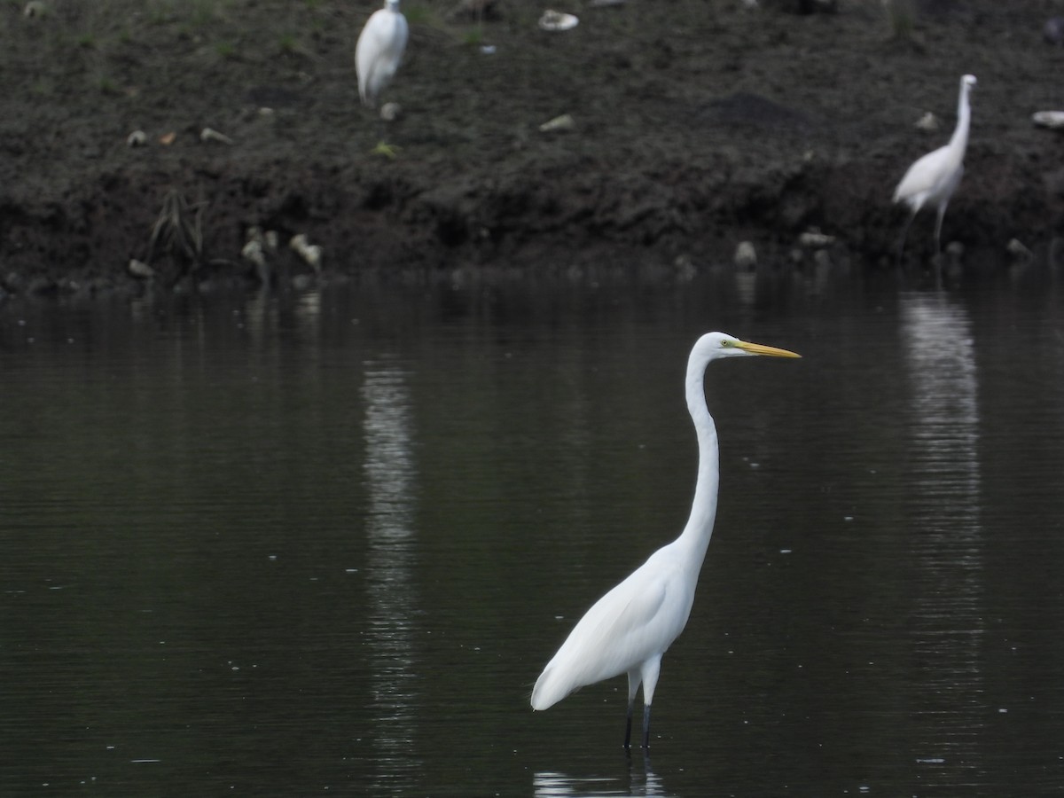 לבנית גדולה - ML646502920