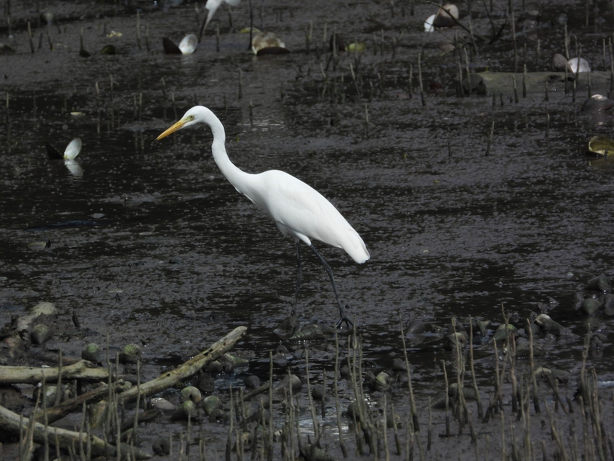 Medium Egret - ML646502921